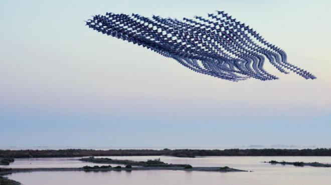 bird photography news