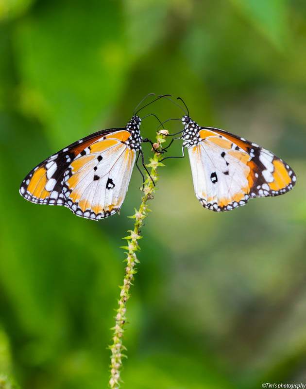 nature photography contest