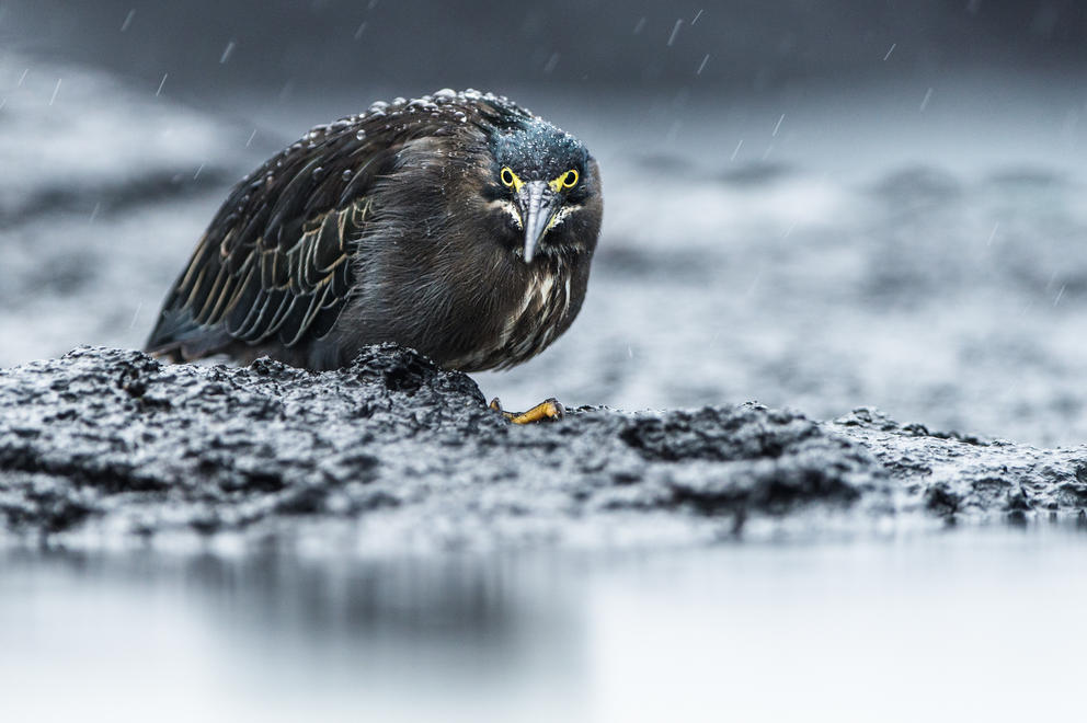 best bird photography roy mangersnes