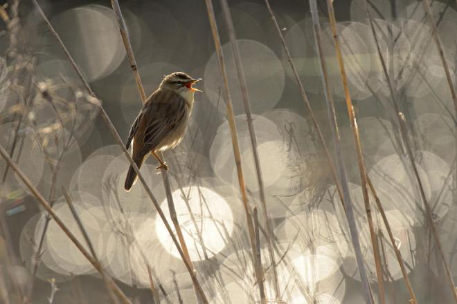 best bird photography