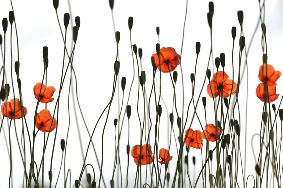 best nature photography festival