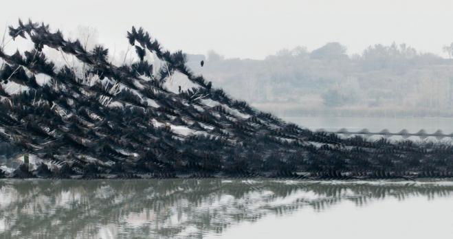 bird photography news