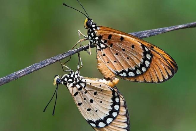 nature photography contest