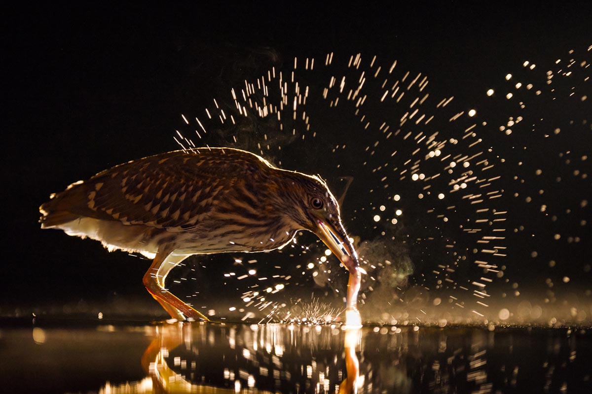 best bird photography bence mate