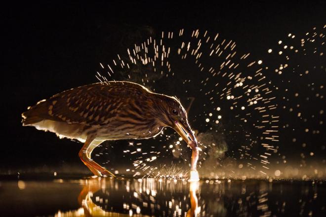best bird photography
