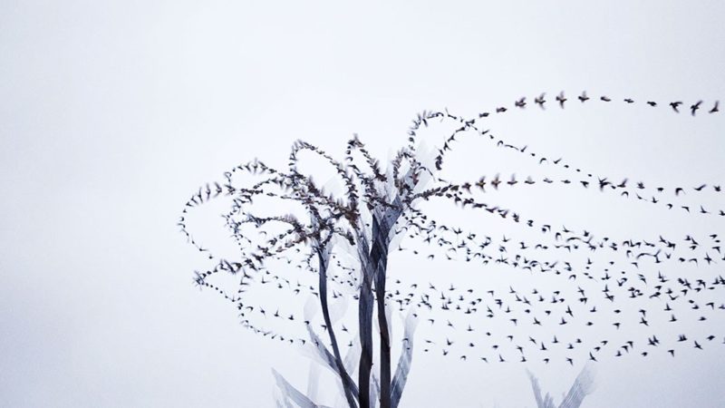 bird photography news