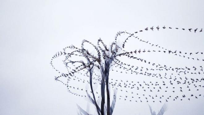 bird photography news