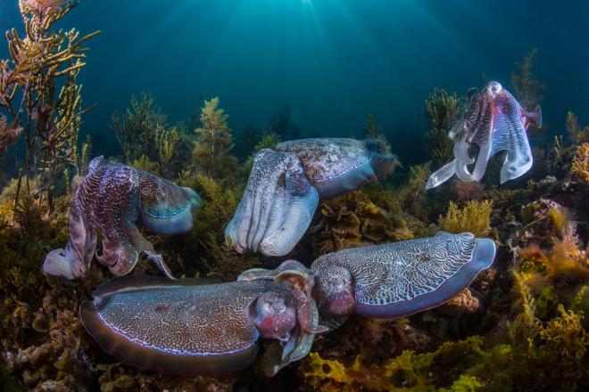 cuttle fish wildlife photography