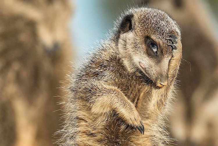 comedy wildlife awards brigitta moser