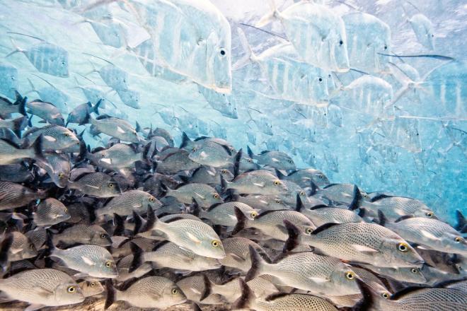 fish camouflage wildlife photography