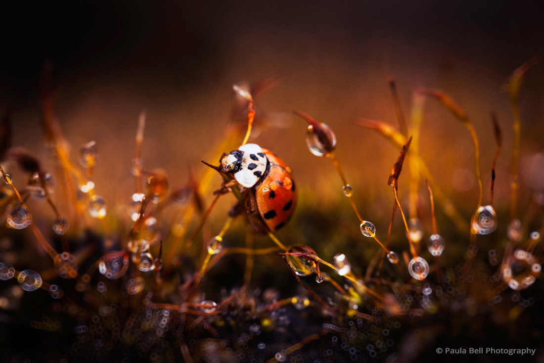 photo editor exposurex2 paula bell