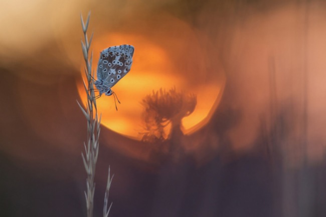 award winning image