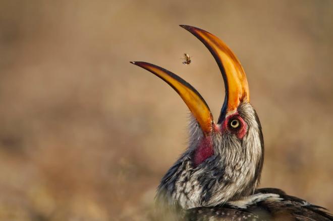 bird eating termite wildlife photography