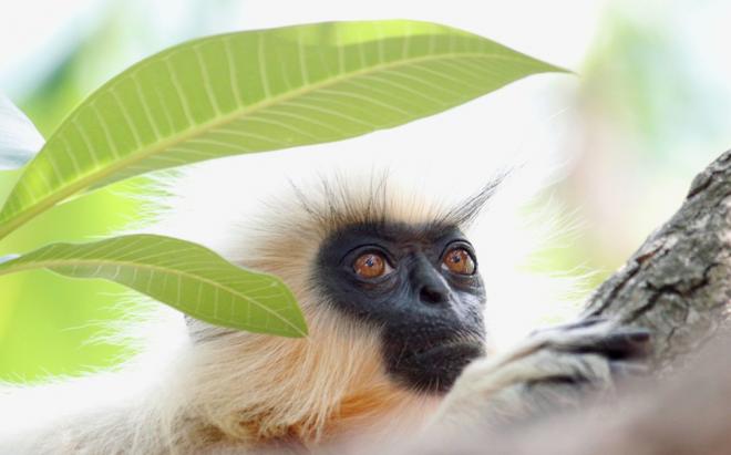 monkey wildlife photography