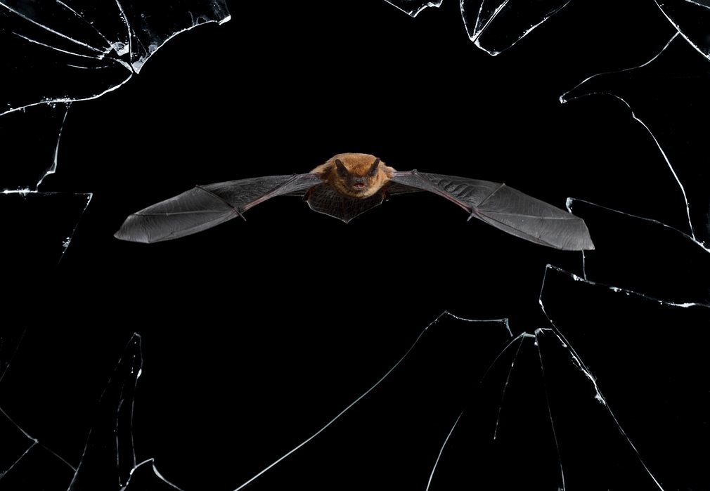 flying bat wildlife photography mario cea sanchez
